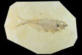 Bargain Fossil Fish (Diplomystus) - Green River Formation #131135-1